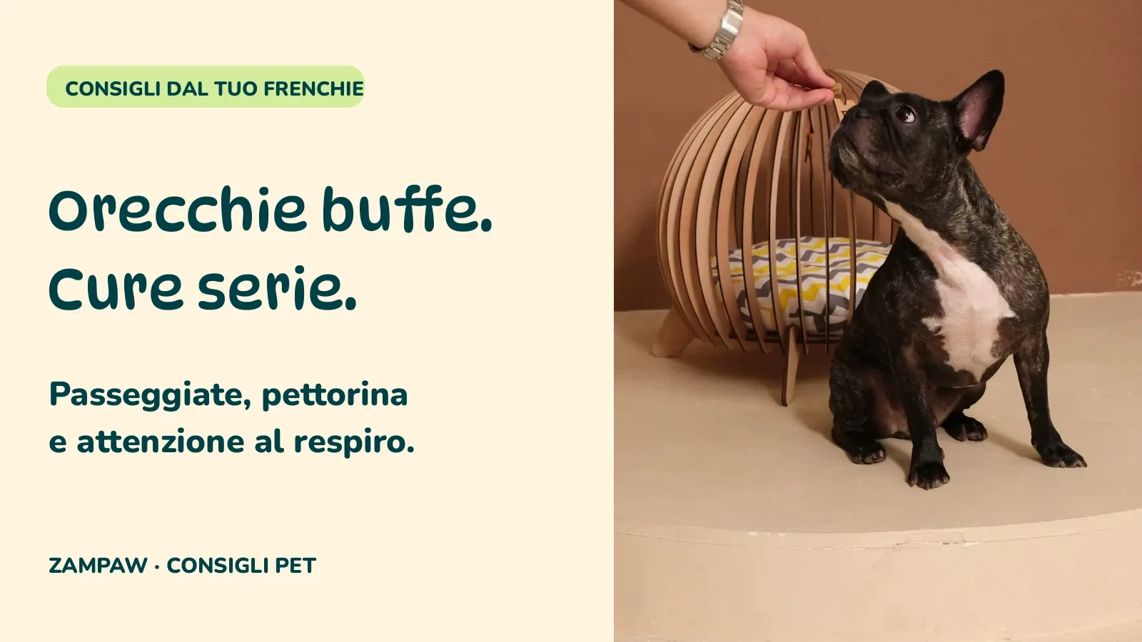 Bulldog francese: 3 consigli per passeggiate, pettorina e respiro